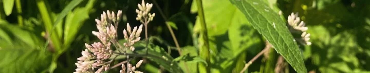 Sprecher East residents