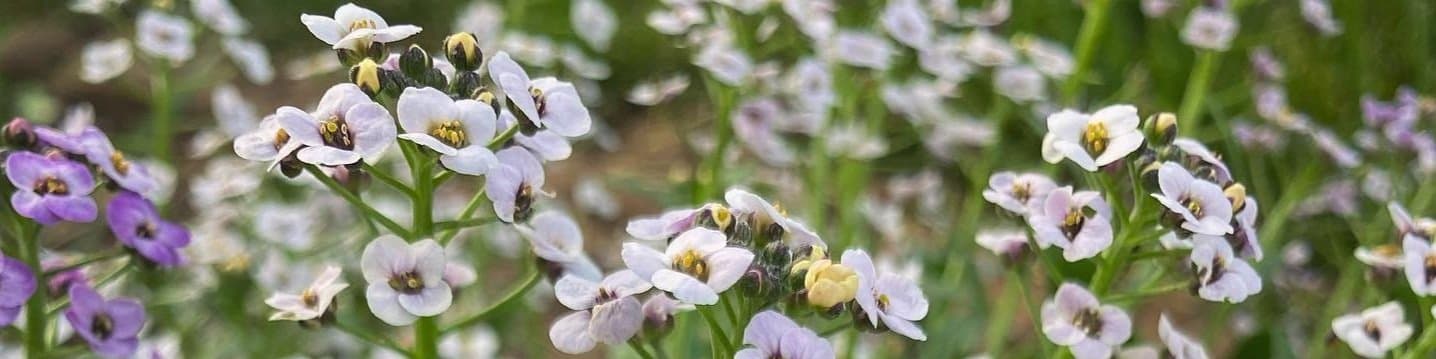 Sprecher East community